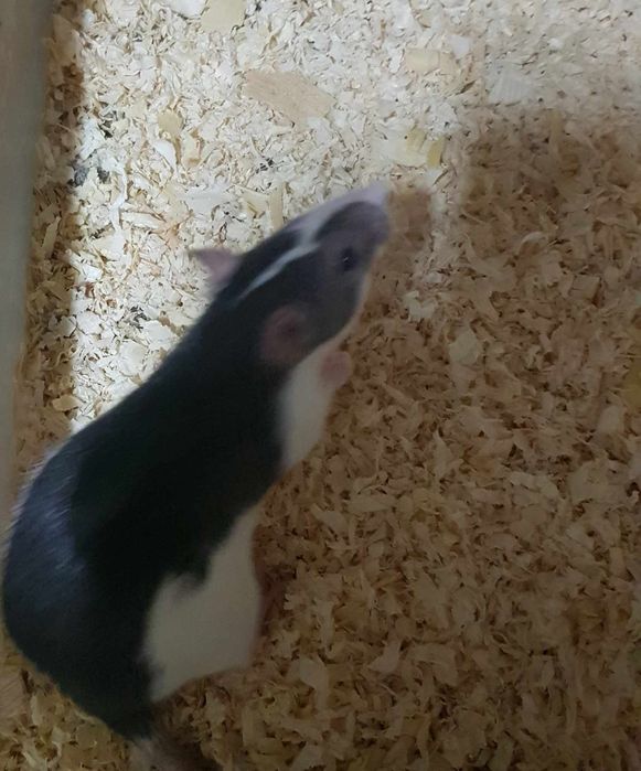 Myszy i szczury, szczur, mysz