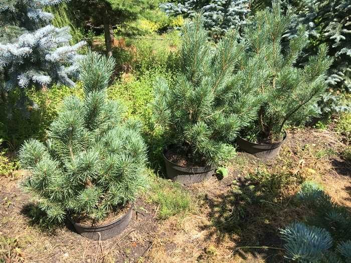 Sosna Pospolita Pinus sylvestris 'Watereri' 100 cm - UKORZENIONE