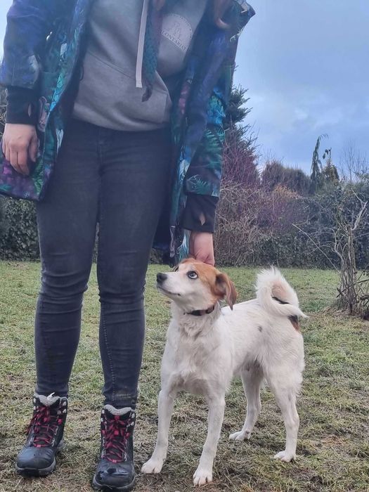 Florka, nieduża sunia do kochania i przytulania.