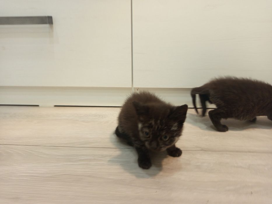 Дві гарні кішечки шукають люблячу родину