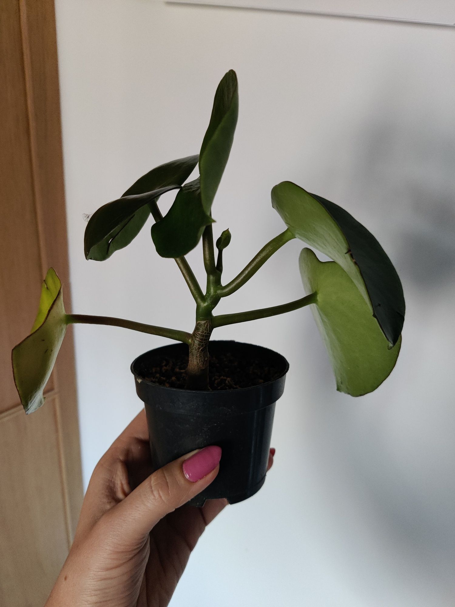 peperomia raindrop sadzonka