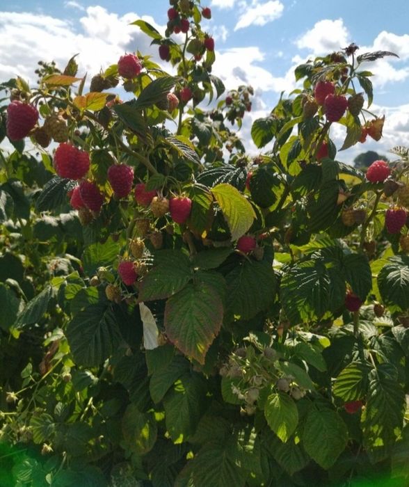 Малина Джоан Джей