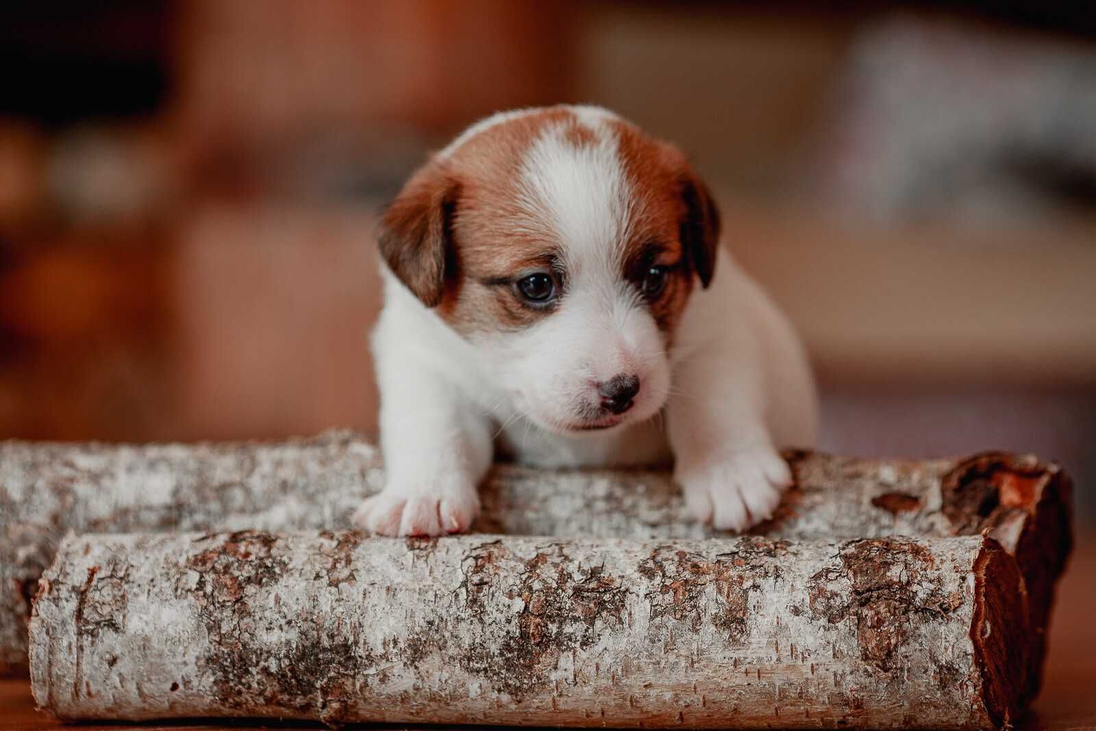 Jack Russell Terrier - suczka  ZKwP