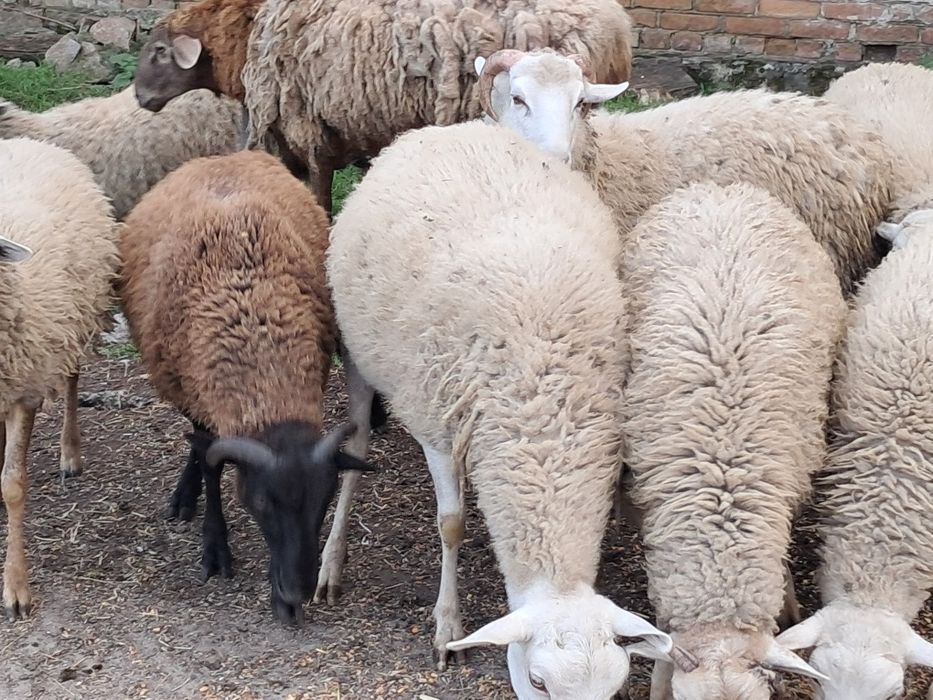 Продам баранчиків