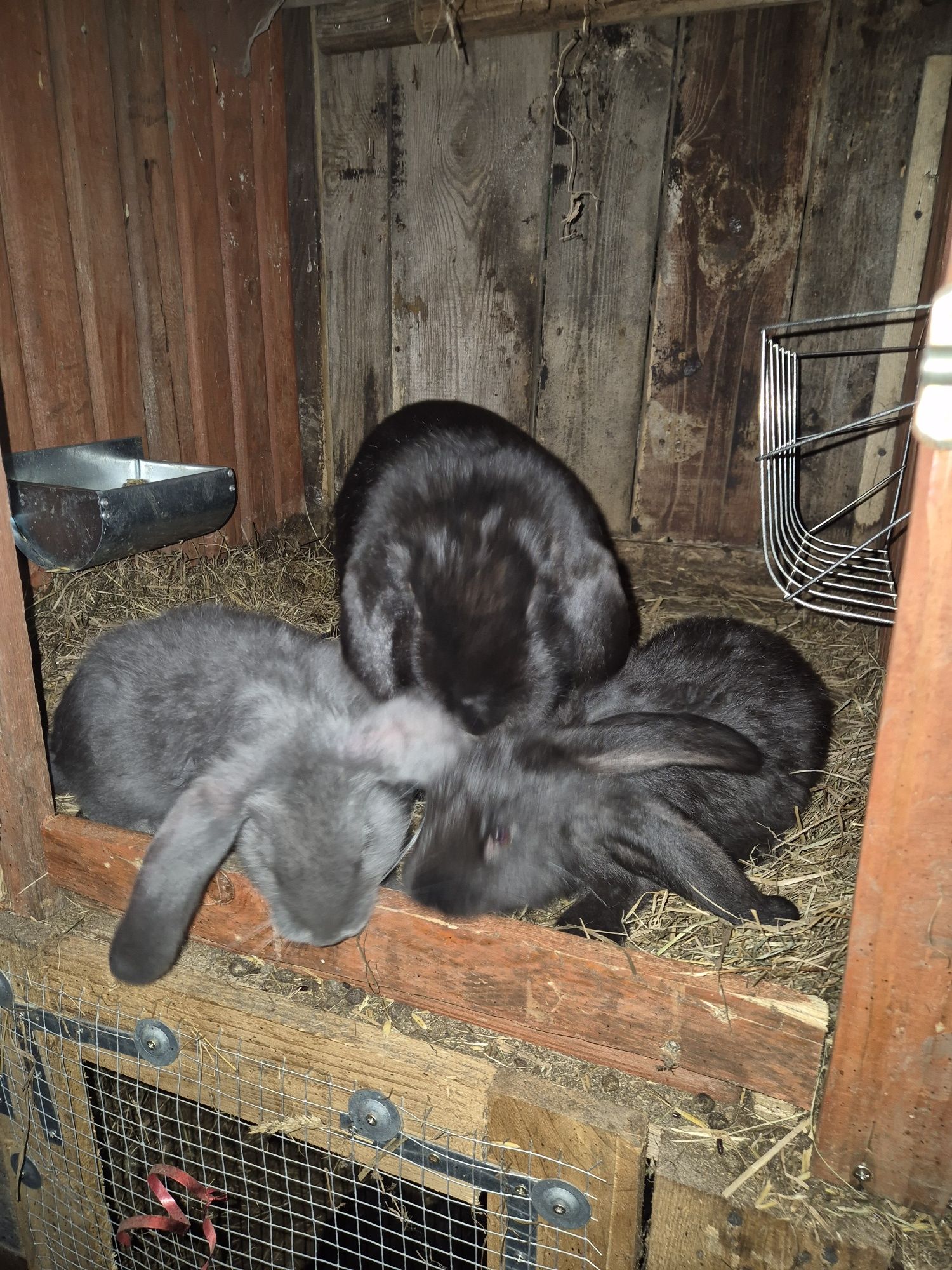Samice z młodymi