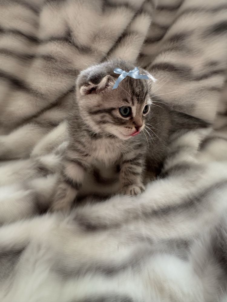 Котята Шотландські вислоухі