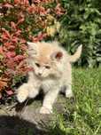 Kociak Amber rasy Maine Coon