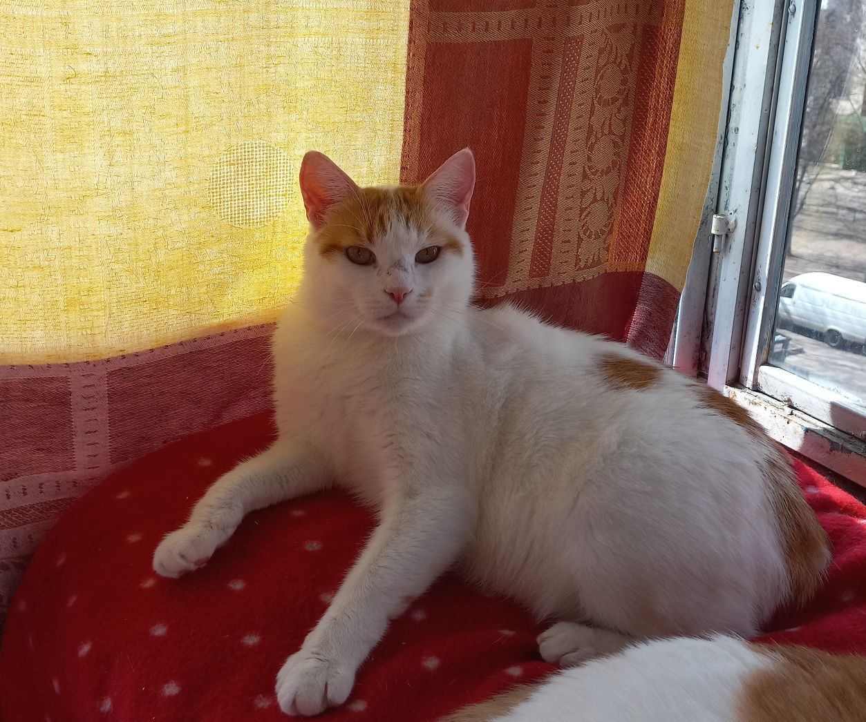 Отдам рыже-белого кота, кастрирован, 2,5 года