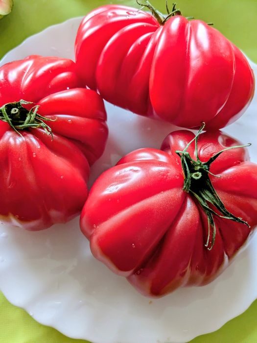 Rosamunda pomidor karbowany nasiona