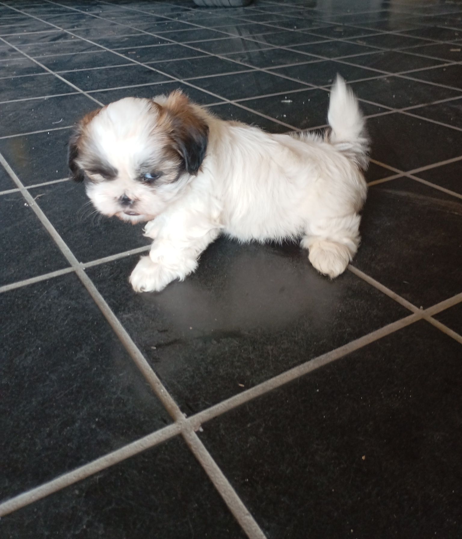 Shih-Tzu fêmea disponível