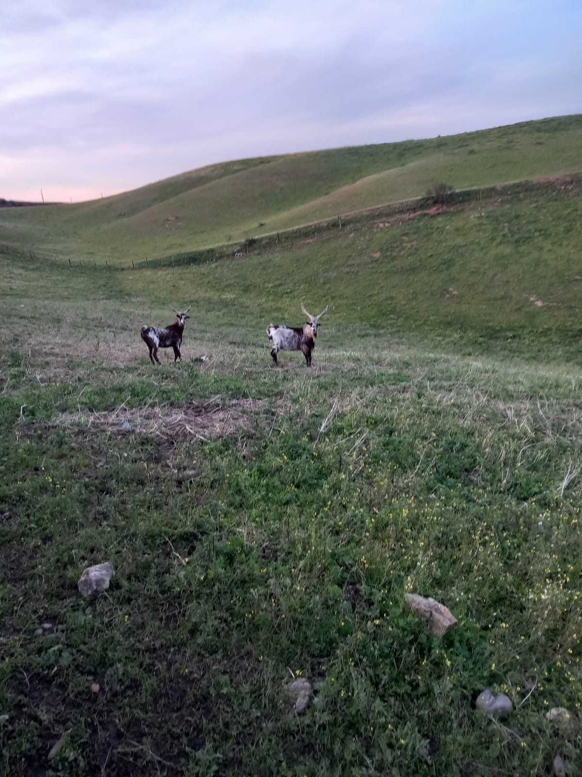 Cabras Algarvias