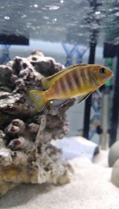 Ciclídeos Africanos Malawi Disponíveis