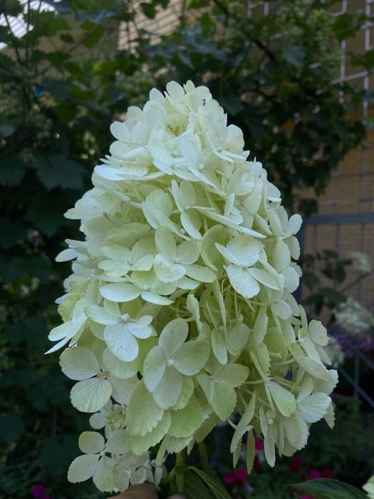Метровидна гортензія, на штамбі, висота 1,6 метра
