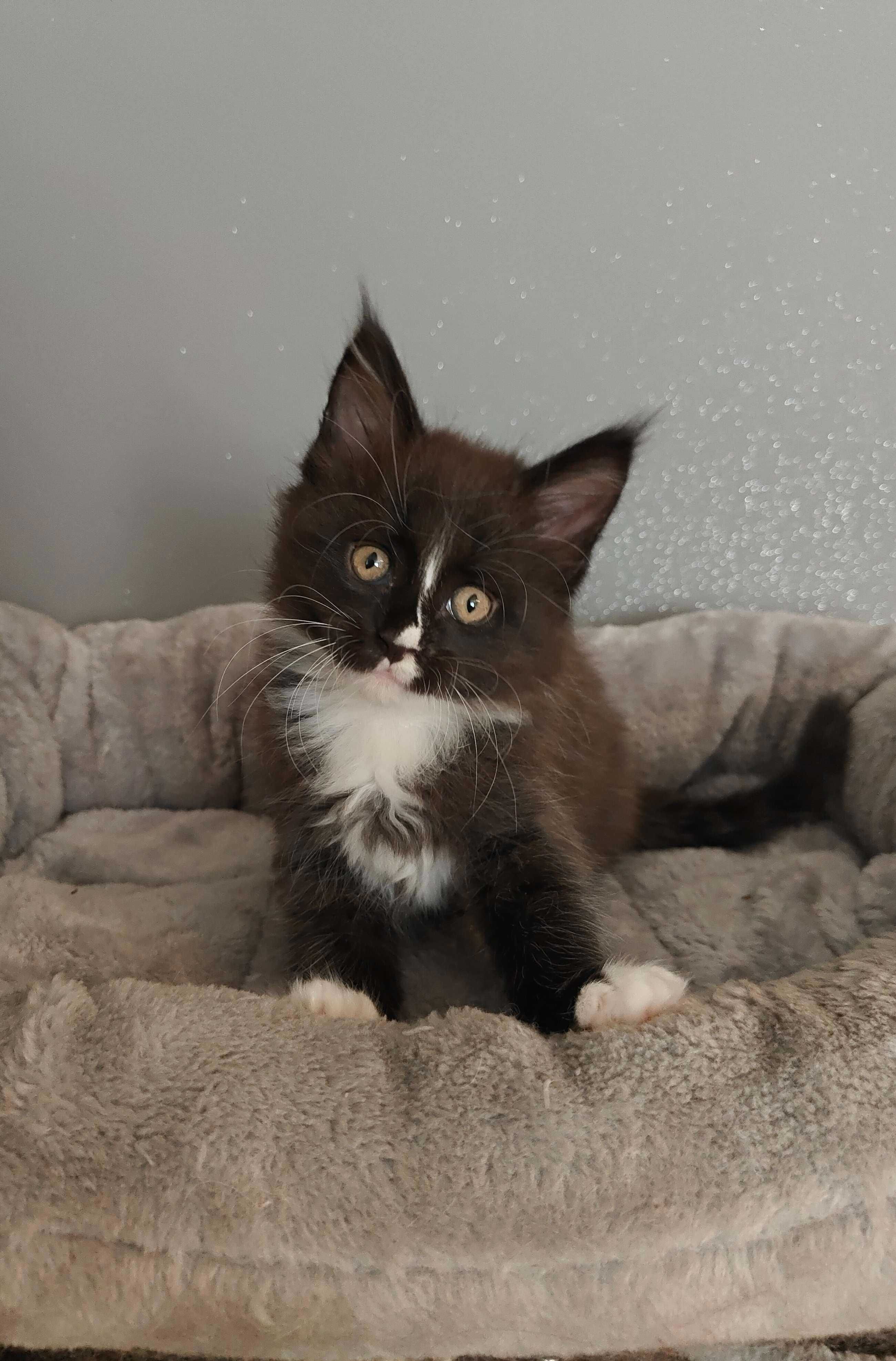 Kotka Maine Coon