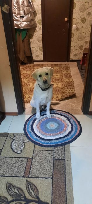 Лабрадор для вязки