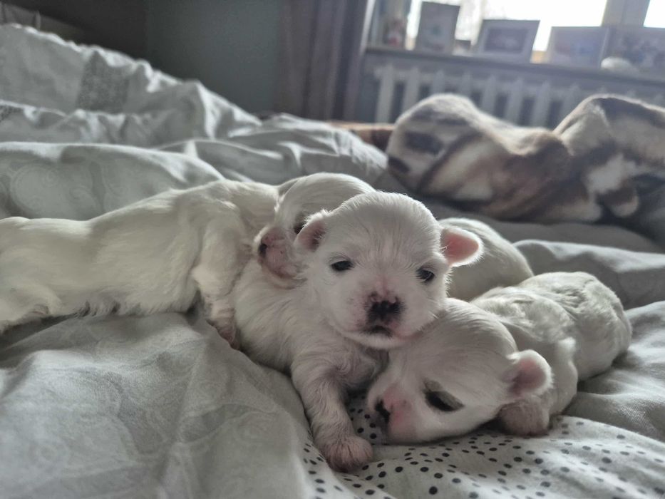 Maltańczyki mini. Rodowód ZHPR UCI