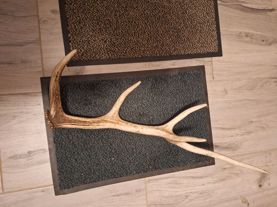 Poroże zrzut jelenia.