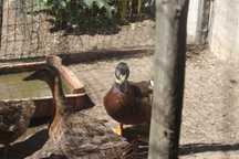 trio ou casal de patos rouen