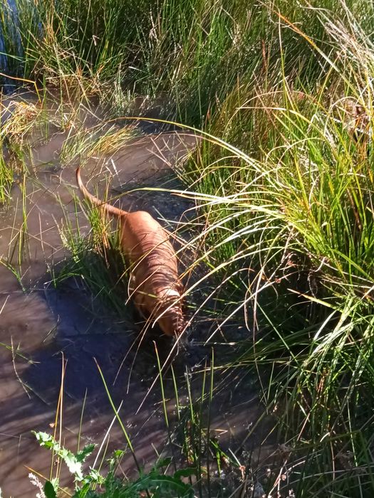 Piesek 4-miesięczny Wyżeł Węgierski krótkowłosy
