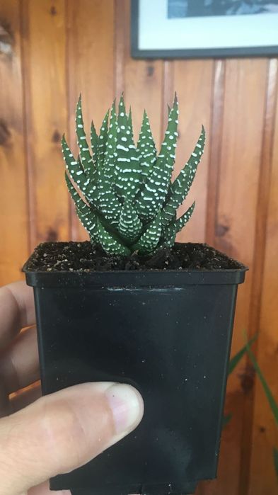 Haworthia fasciata