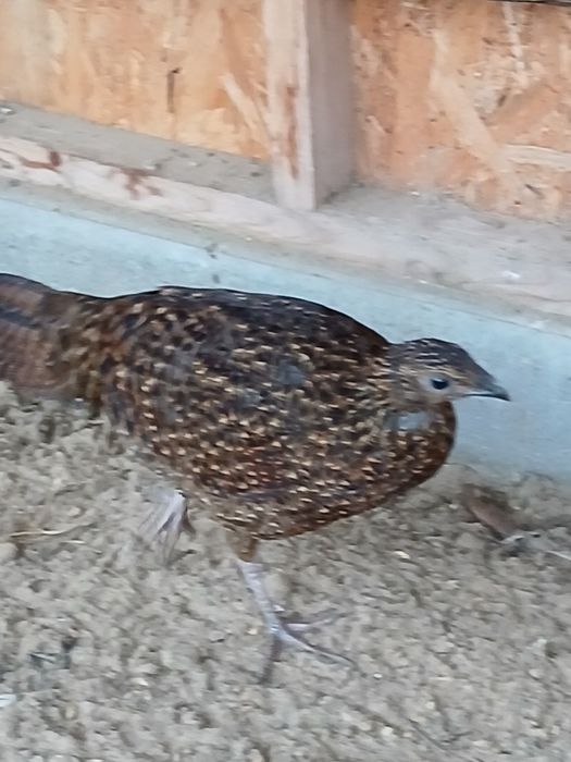 Bażanty tragopany satyry