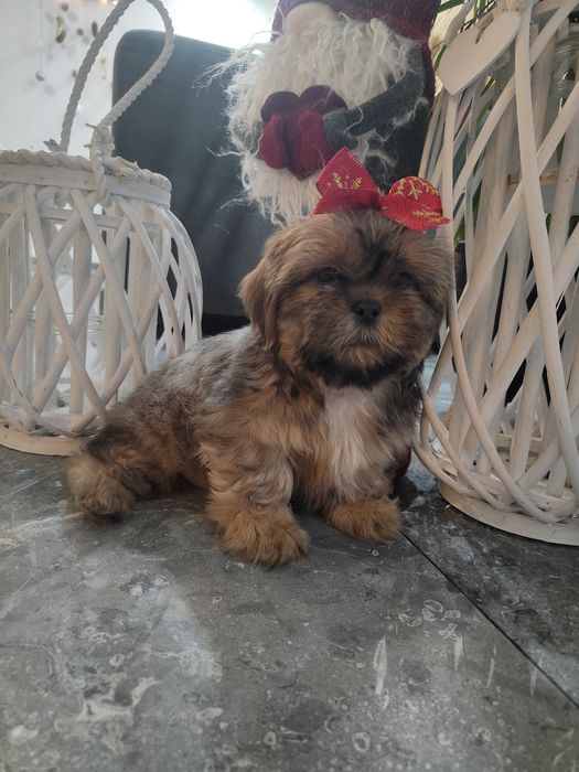 Śliczne Shitzu zapraszam