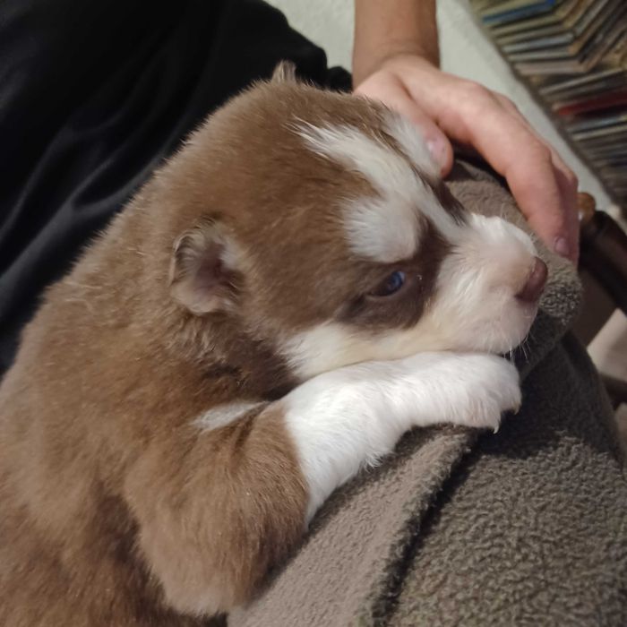 Piesek husky z rodowodem