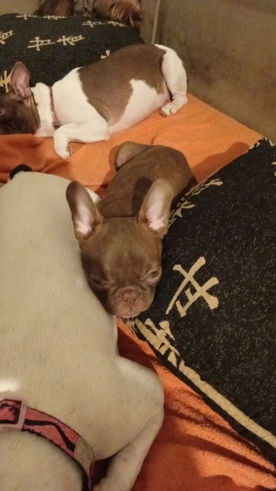 Magnífico macho Buldogue Francês Tigrado