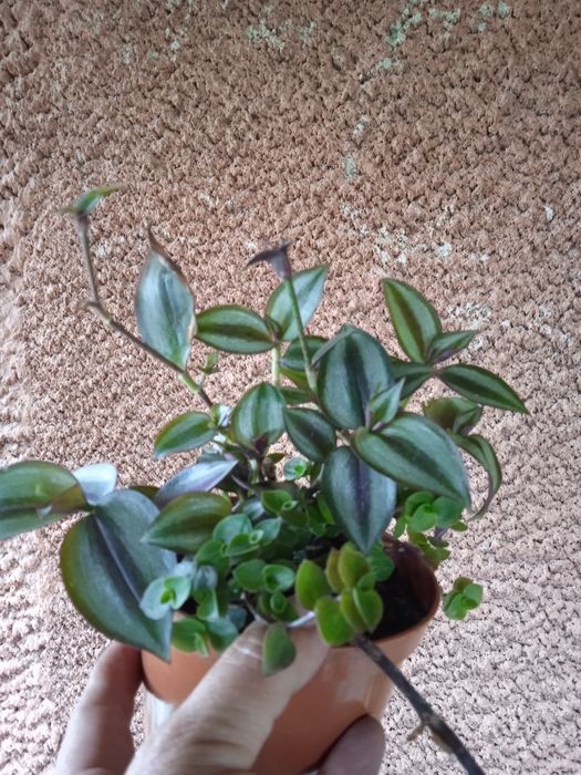 Кімнатні рослини