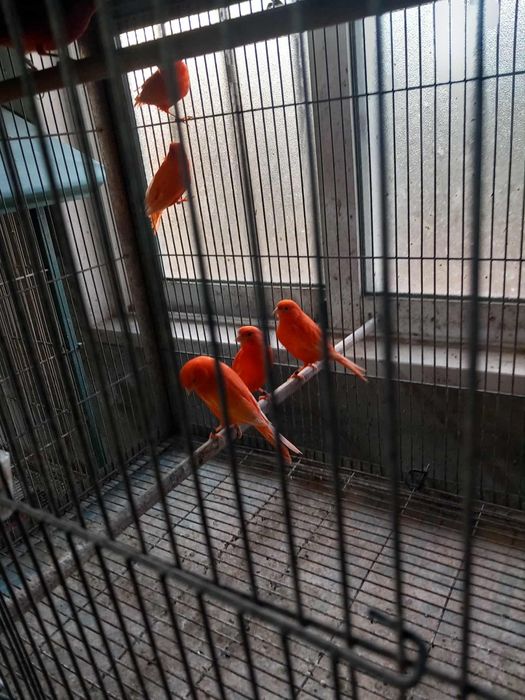 Tenho varios canarios disponíveis