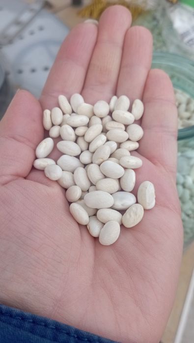 Домашня квасоля.Біла, дрібна.Без хімікатів.