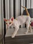 Kocięta  koty Devon Rex