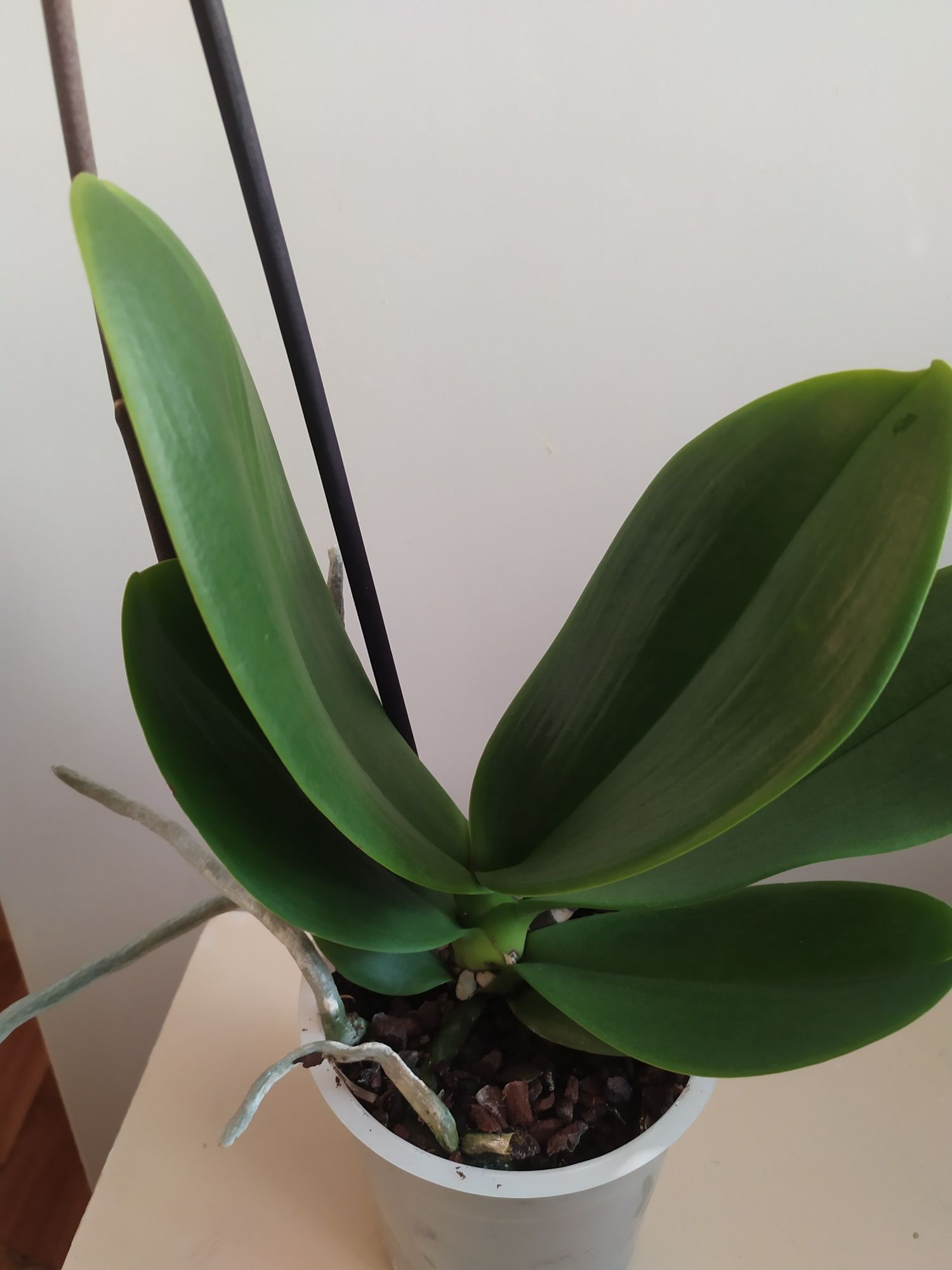 Орхидея пелор Кимоно
