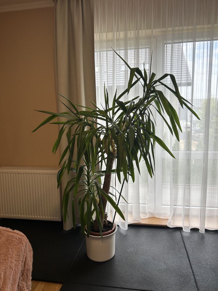 Sprzedam dużą Jukke okolo 150-160cm wysokosci