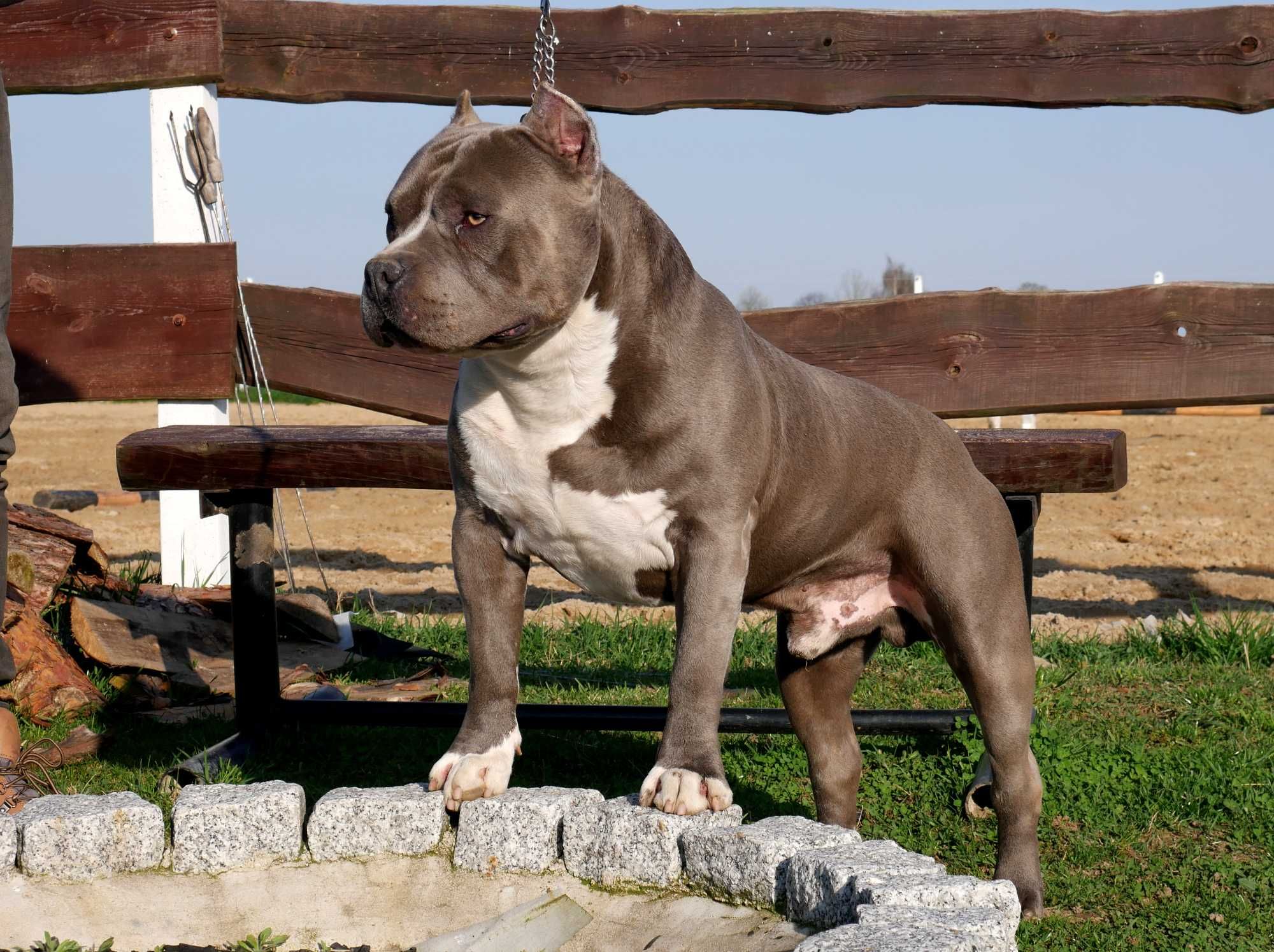 American Staffordshire Terrier ZKwP Amstaff FCI