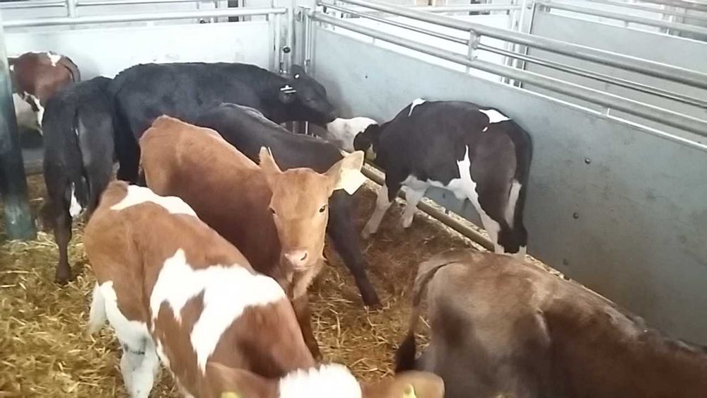 Byczki cielęta miesne Biłgoraj