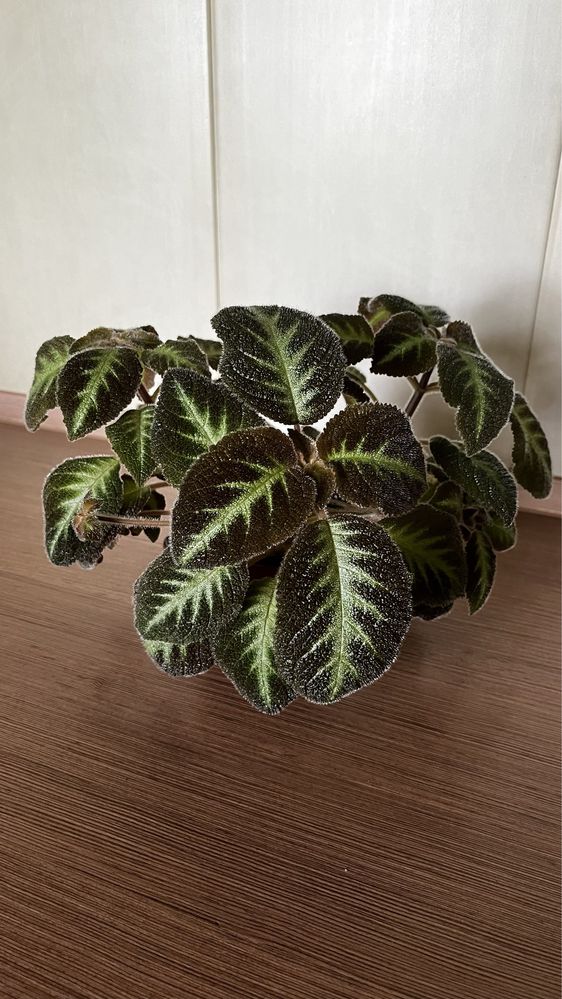 Епісція. Episcia.