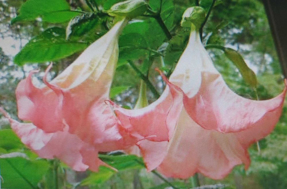 Datury - zdrowe sadzonki 2 letnie.