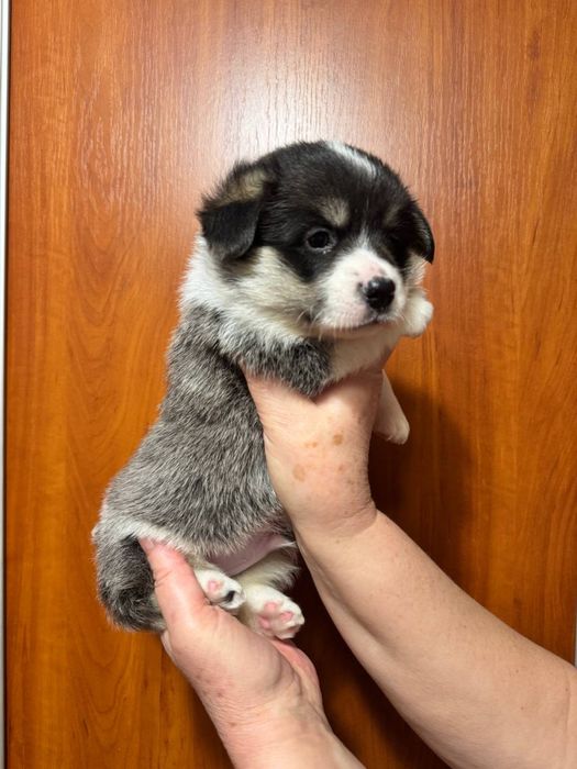 Коргі пемброк