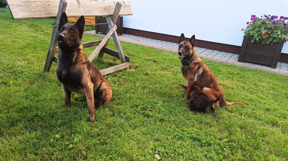 Owczarek belgijski Malinois – piękne szczeniaki