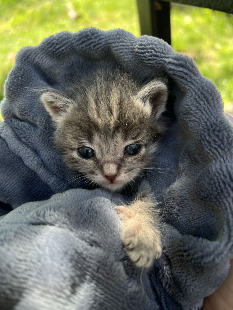 Віддам в хороші руки кошеня