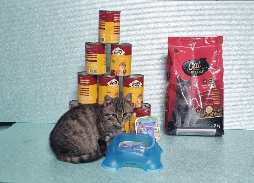 Oddam Koty za DARMO