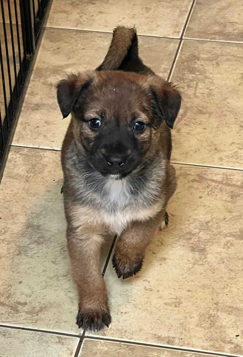 Szczeniaki szukają domów