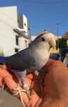 Vendo diversas aves de bico curvo