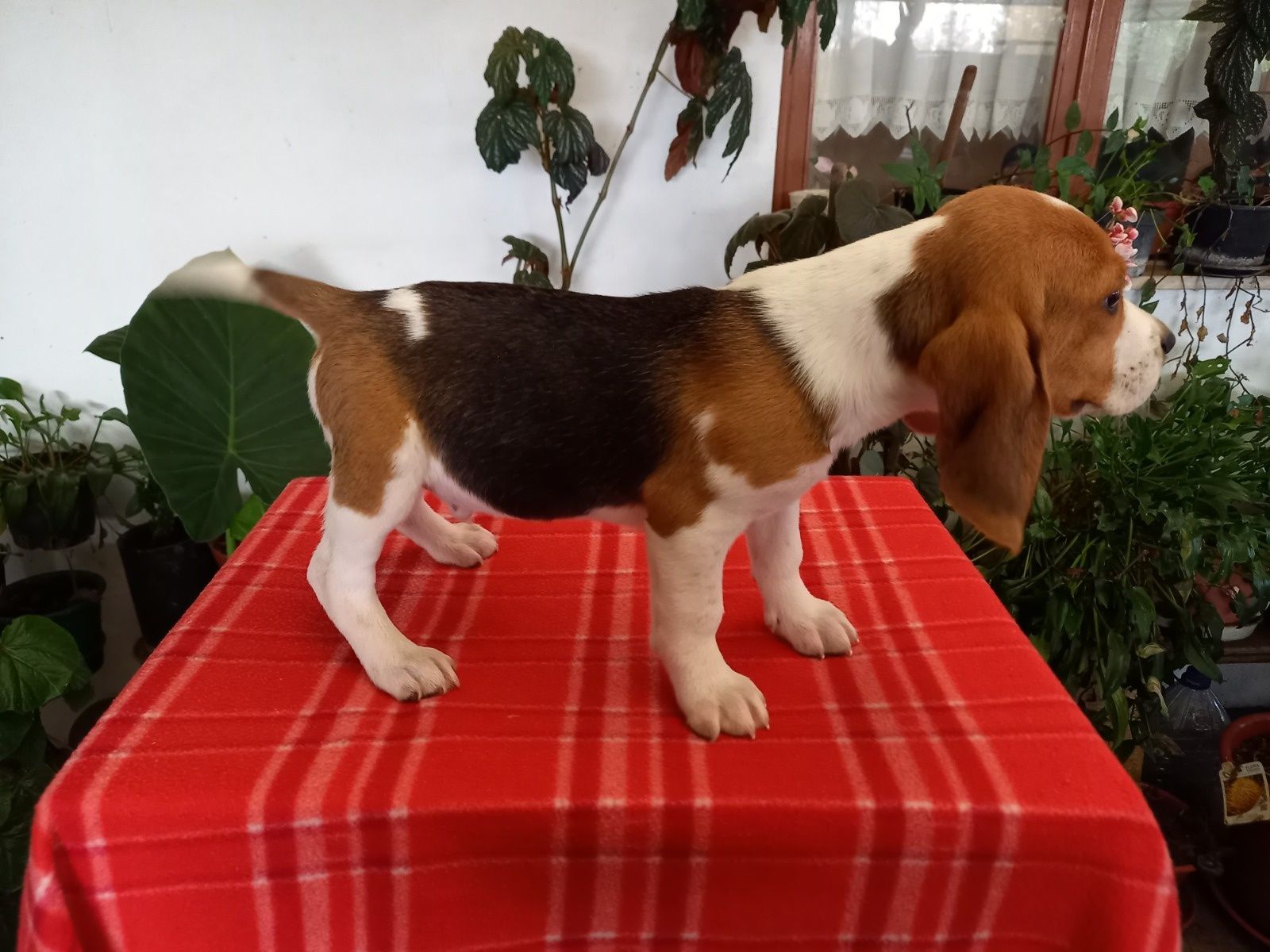 Beagle Tricolor com Vacinas