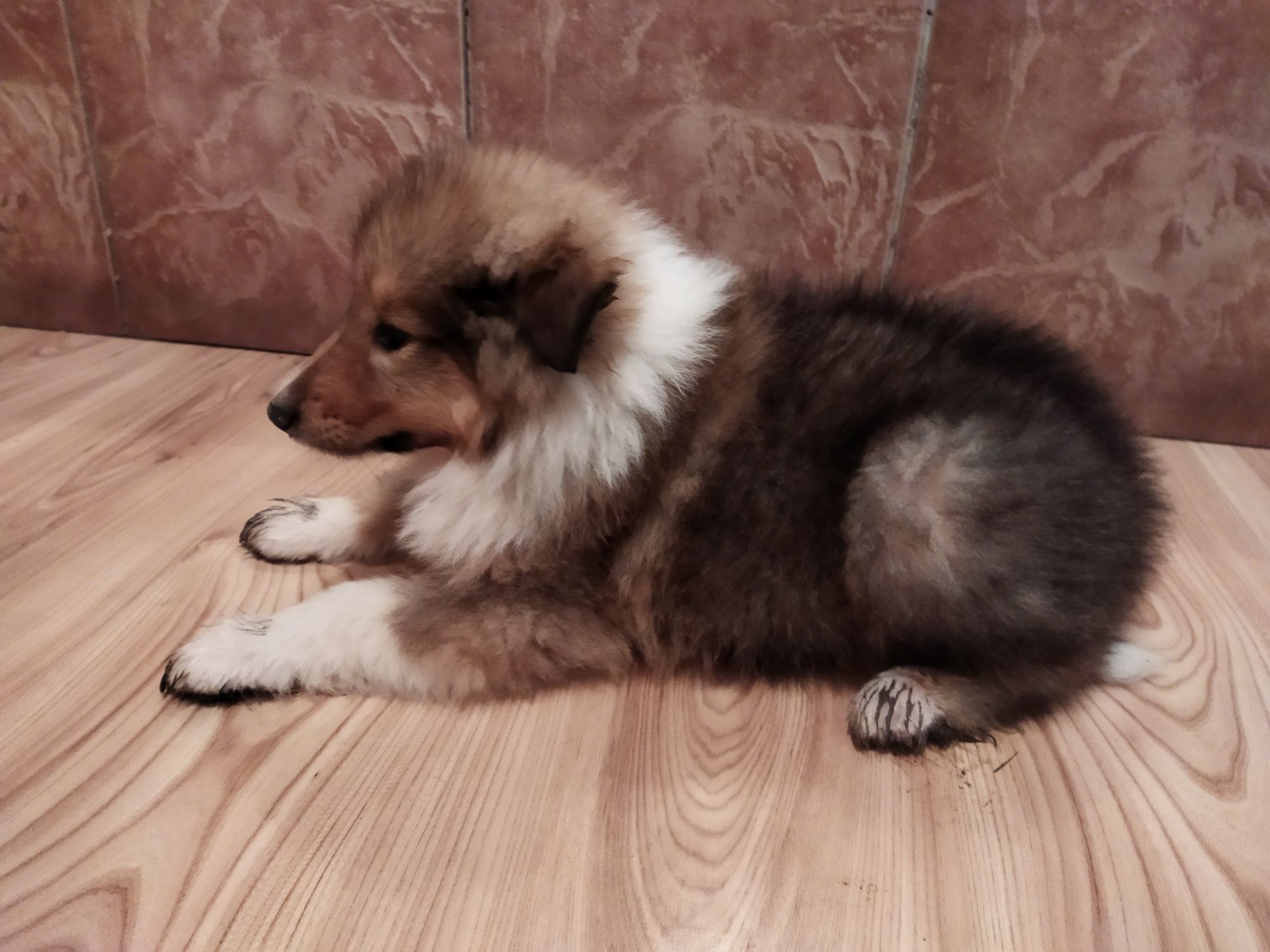 Owczarek szkocki collie długowłosy