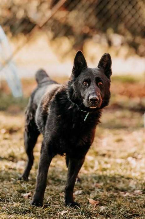 Imponujący, piękny, duży Blacky poleca się do adopcji!!!