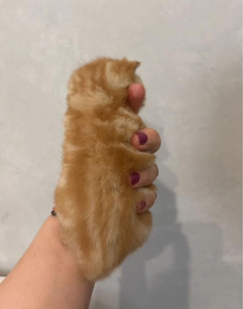 Очаровательные рыжие экзотические котята с документами! Котёнок!
