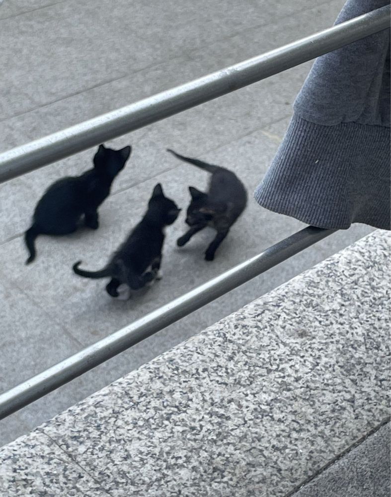 Gatos para adoção