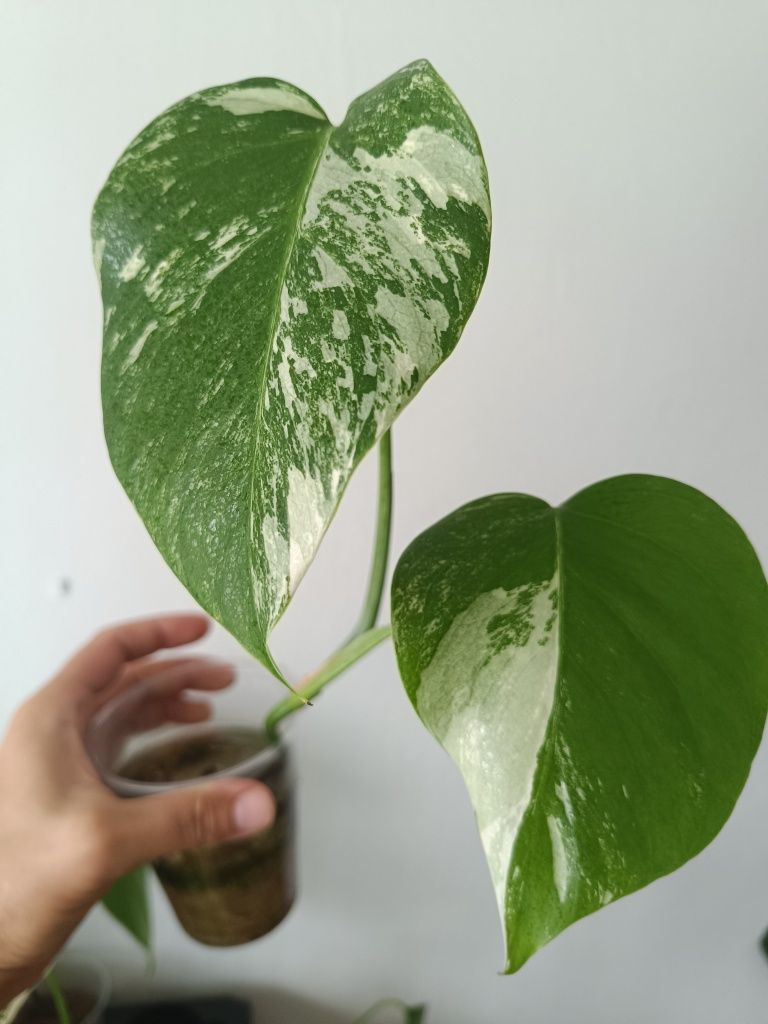 Monstera Variegata